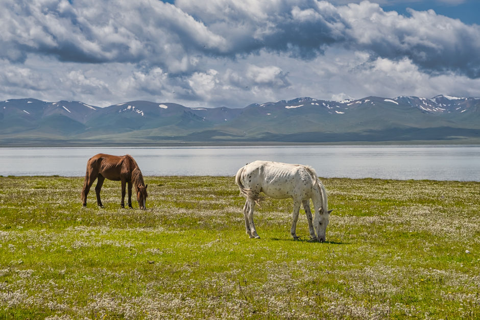 Выпас лошадей на плато озера Сон-Куль